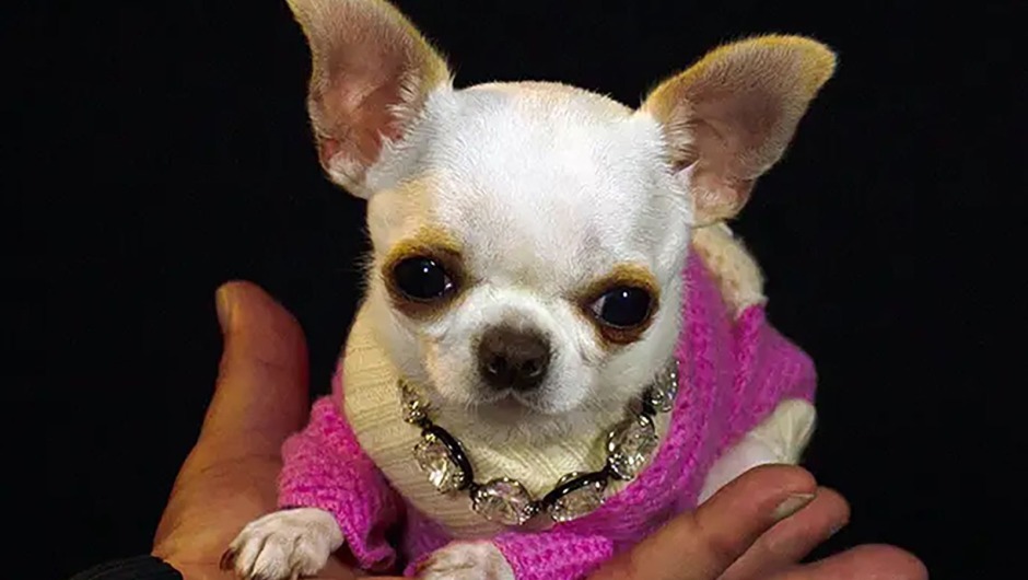 Ternura en Florida: Conoce a Pearl, la perra más pequeña del mundo