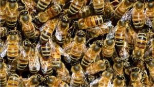 Se elevó a seis el número de víctimas mortales por un enjambre de abejas africanas en Nicaragua
