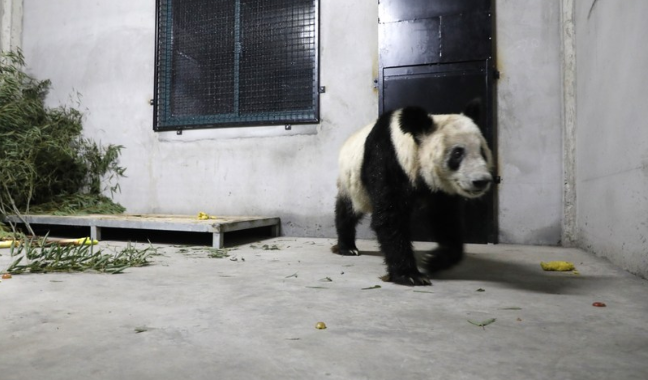 La panda gigante Ya Ya llega a Pekín tras un mes de cuarentena en Shanghái