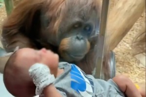 VIDEO: El conmovedor pedido de un orangután a una mujer en un zoológico de Kentucky