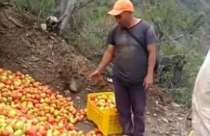 Se pierden las cosechas de tomates por falta de combustible en Mérida