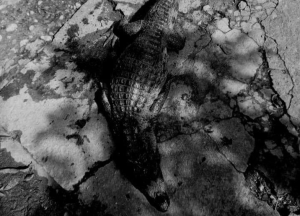 Mataron a machetazos a caimán que entró a jardín de infantes en Carúpano