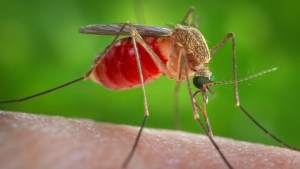 Alerta en EEUU: Reportan varios casos de una enfermedad mortal que transmiten los mosquitos