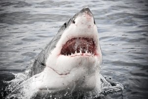 El ataque salvaje de un tiburón llevó a un turista a desangrarse hasta la muerte en una playa de México