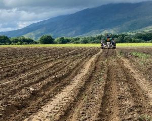 En riesgo cosecha de invierno en el occidente de Carabobo por falta de combustible