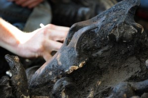 Descubren cráneo de lobo en una tumba antigua: Protegía a ladrones de “espíritus vengativos”