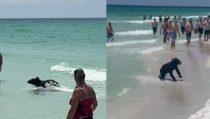 Como un turista más: Un oso se da un chapuzón entre bañistas en una playa de Florida (VIDEO)