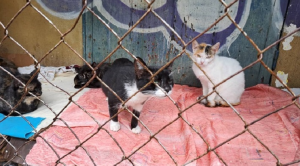 Imágenes sensibles: envenenamiento masivo de mascotas causó espanto en Margarita