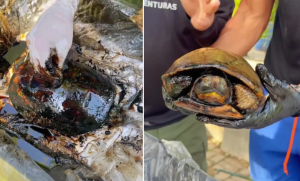 Estremecedor VIDEO: así intentan rescatar a las tortugas petrolizadas en el Lago de Maracaibo