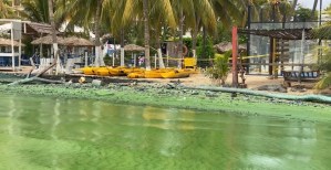 Una bacteria verde, petróleo, desechos y cloacas “colonizan” el Lago de Maracaibo (Videos)