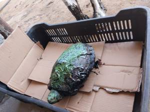 Rescataron a tortuga llena de petróleo y verdín en el Lago de Maracaibo este #12Jul (Fotos)