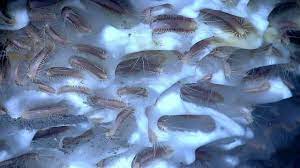 Científicos revivieron gusanos congelados hace 46 mil años y buscan descifrar el secreto de su supervivencia