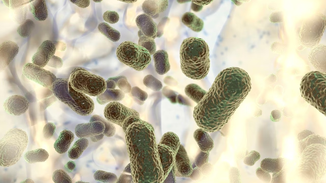 Vibrio vulnificus, la extraña bacteria que habría acabado con la vida de al menos tres personas en EEUU