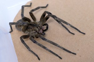 Una de las arañas más venenosas del mundo sería la solución a la disfunción eréctil