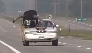 Video: la Policía detuvo a un conductor por llevar un toro de casi 450 kilos en el asiento del copiloto