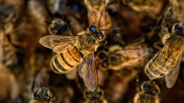 Al menos 12 personas fueron atacadas por un enjambre de abejas en Táchira