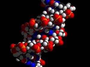 Qué es y cómo funciona el ARN mensajero: las moléculas que transportan la vida
