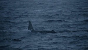 El extraño caso de una orca que se tragó a siete nutrias marinas enteras y desconcertó a los científicos