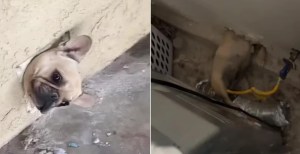 Un perro terminó atrapado de manera increíble en una pared y se convirtió en una sensación en redes sociales (Video)