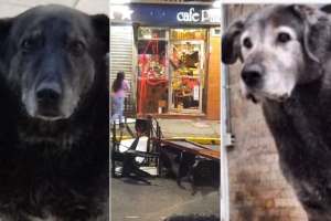 EN VIDEO: chilenos furiosos destruyeron el local de un hombre que mató dos perritos comunitarios