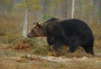 VIRAL: Un oso soltó los pasos prohibidos e imitó a la perfección un baile de TikTok (VIDEO)