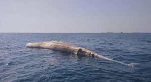 Hallaron ballena muerta en la bahía de Barcelona en Anzoátegui (FOTOS)