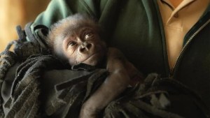 Jameela llegó al mundo, la excepcional historia del parto por cesárea de una gorila en zoológico de Texas