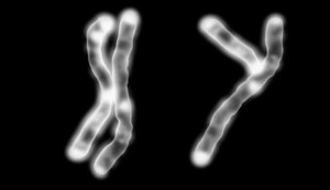 El cromosoma Y está desapareciendo: ¿Qué pasará con los hombres?