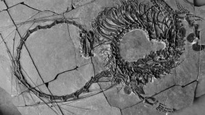 Descubren espectacular fósil de un dinosaurio “dragón” de 240 millones de años de antigüedad