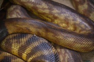 VIDEO: Descubren a la serpiente más grande del mundo en la selva amazónica y un detalle los dejó perplejos