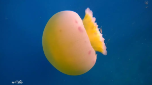 Alerta: innumerables especímenes de la medusa bola de cañón arribaron a las playas venezolanas (Video)