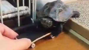 “Va rapidín”: tortuga aprendió a andar en patineta y ahora es furor en las redes por su velocidad (VIDEO)
