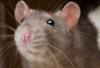 Alerta en Nueva York: se dispara una enfermedad potencialmente mortal relacionada con ratas