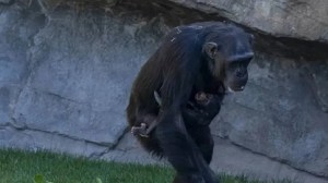 Murió un bebé chimpancé en un zoológico y su mamá se niega a dejar de cargar su cuerpo (VIDEO)