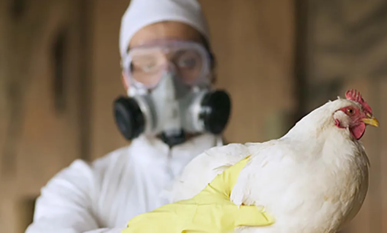 La OMS aclara que reciente muerte en México de un paciente no es atribuibe a la gripe aviar