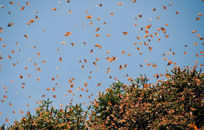Científicos documentan el vuelo transatlántico -más de 4.000 kilómetros- de unas mariposas